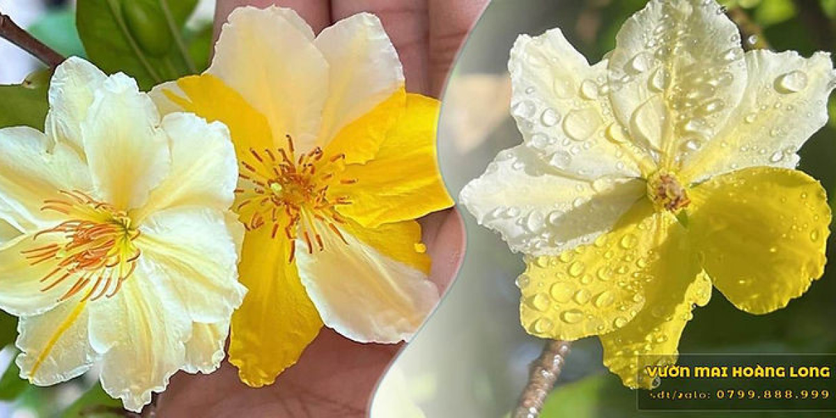 Thấy mai vàng là thấy Tết